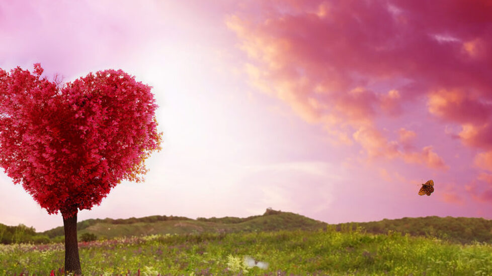Tree of love in spring. Red heart shaped tree at sunset. Beautif